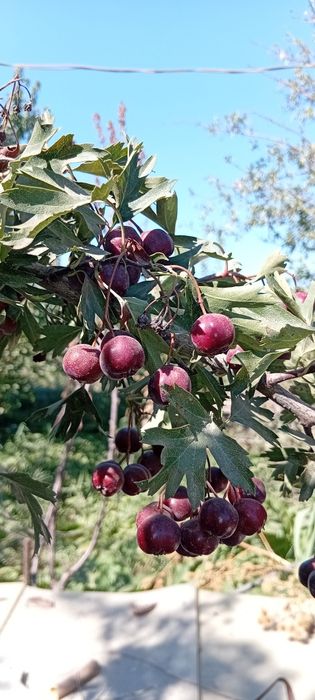 Боярышник продам. Долана сатылады.