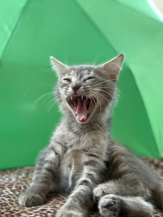 Отдам котенка девочку.В Добрые руки