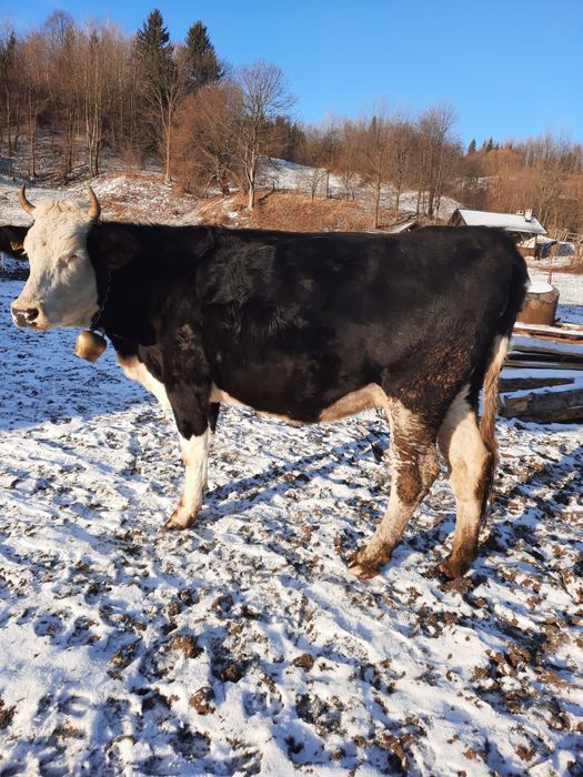 Vaca la prima fatare cu vitel