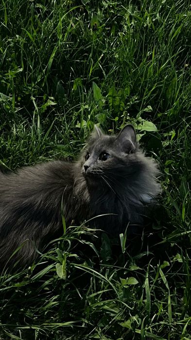 Отдам кошку бесплатно