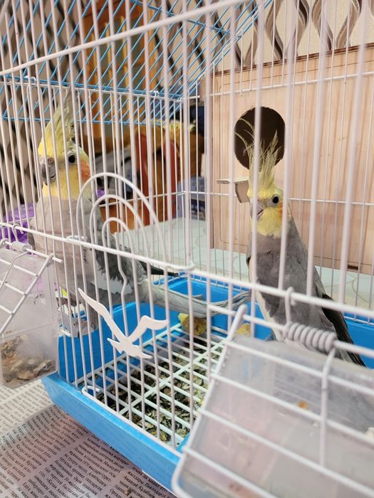 Корелла пара с клеткой и с кормом