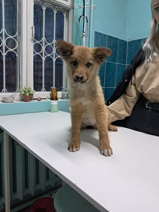 Щенок в добрые руки