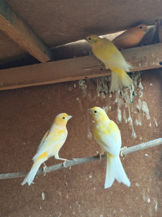 Канарейка бартер на кур