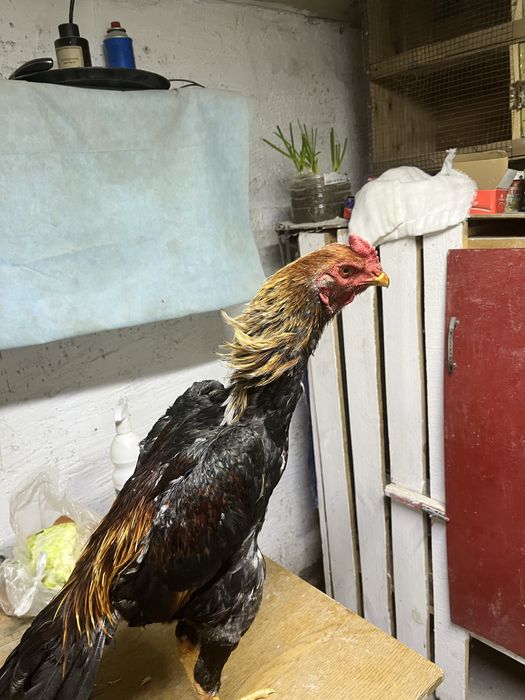 Дакан майский Джужа