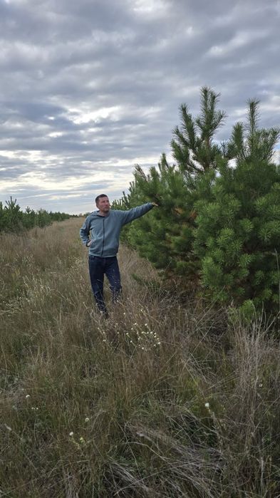 Сосны пушистые красивые