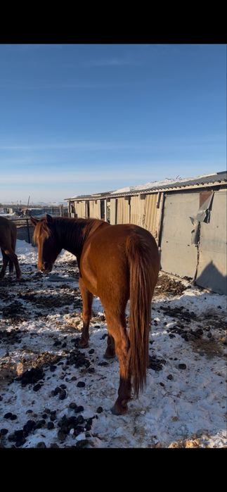 Байтал сатылады 520мын