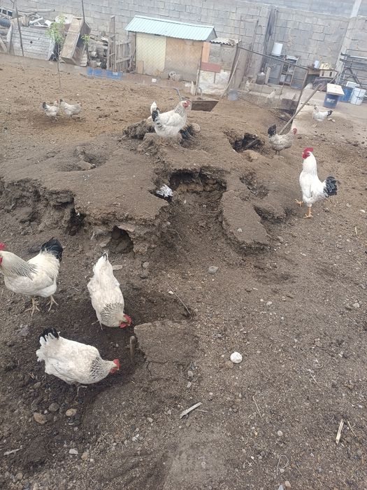 Адлер тауык кораздар