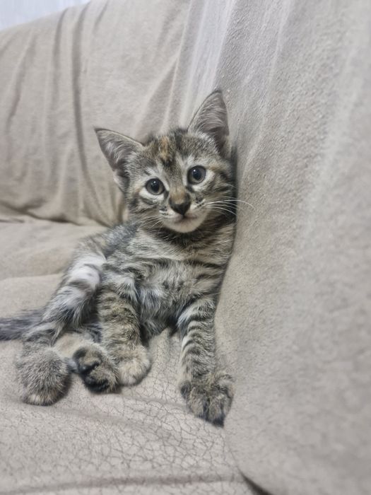 Отдам котёнка в хорошие  заботливые руки