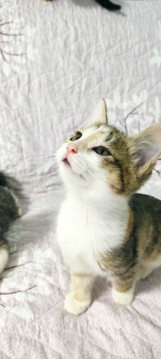 Милые Котята в добрые руки.
