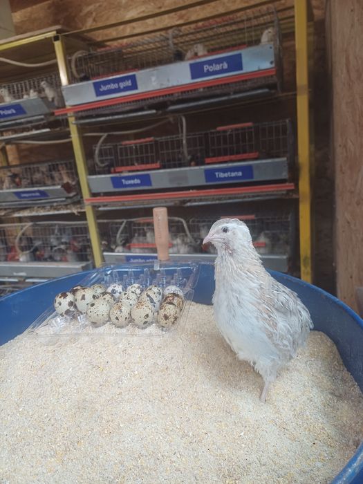 Vând pui de prepeliță