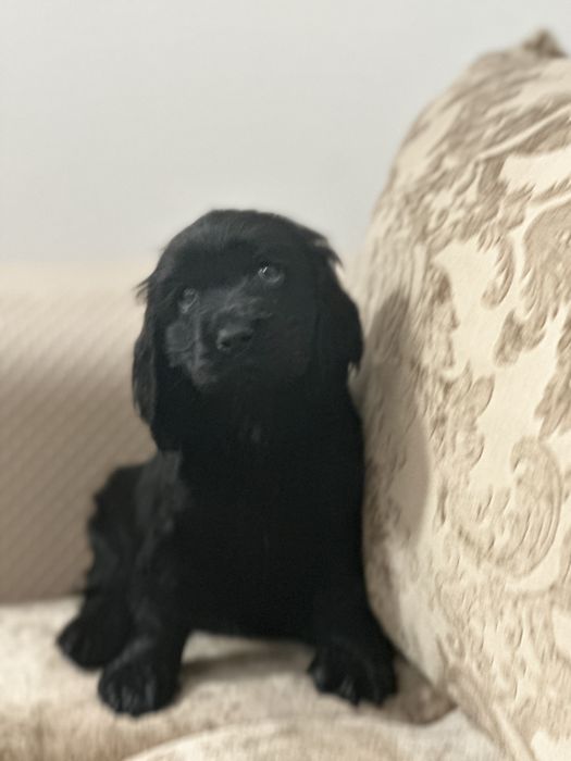 De vânzare fetiță Cocker Spaniel – 2 luni