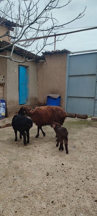 Ona bola qoʻylar sotiladi