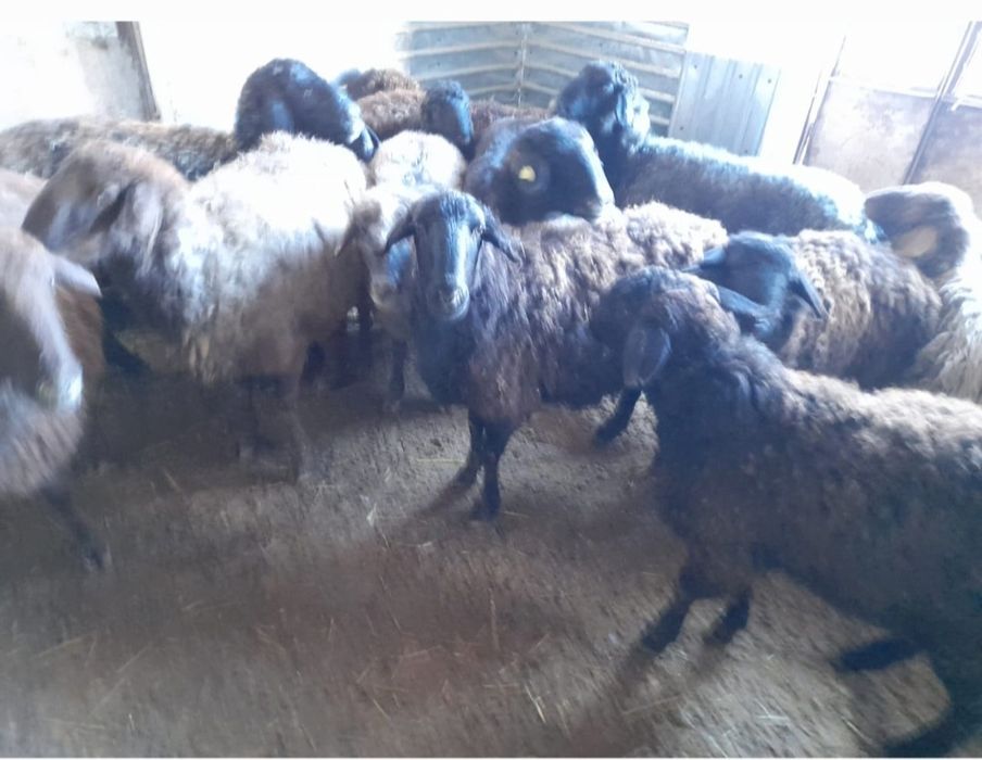 Кои токты бар сатылатын