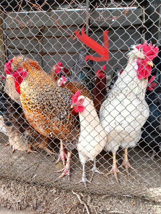 Продаются молодые петухи