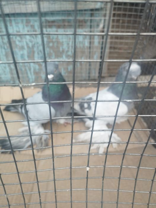 Продам самец сизы