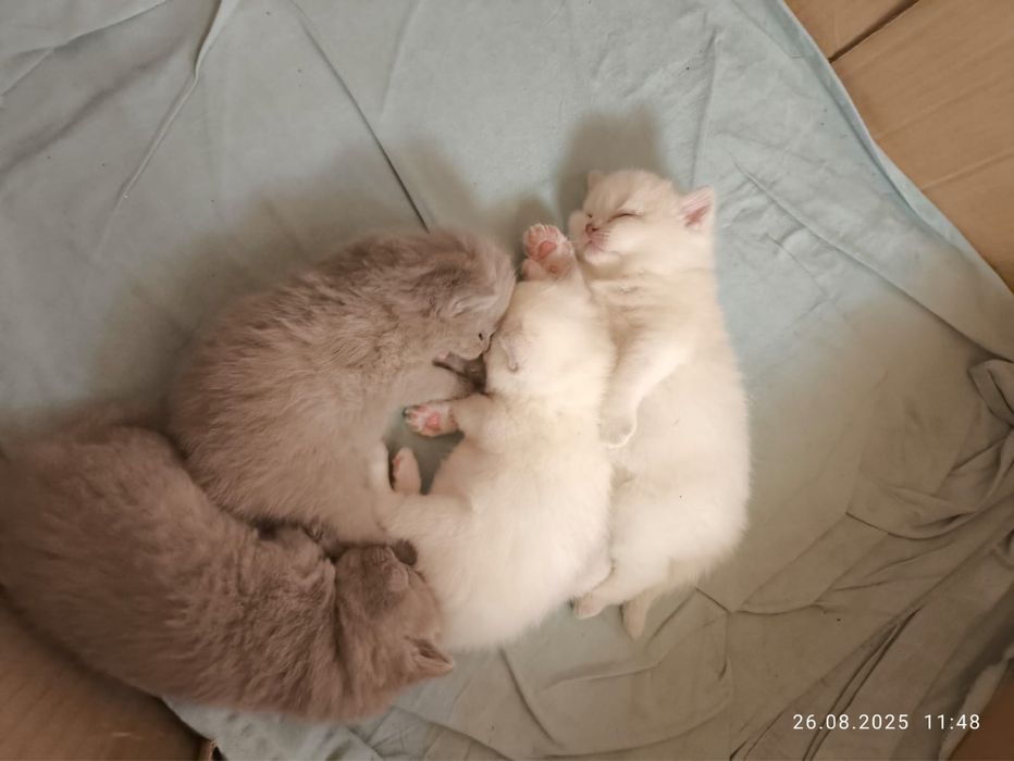 Кот Скоттиш страйт приглашает на вязку