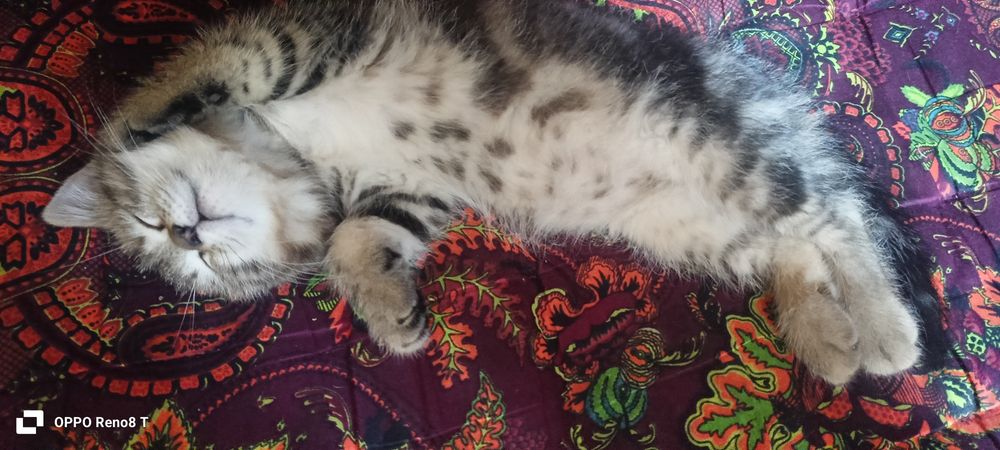 Mushuk bolasi hadiyaga beriladi