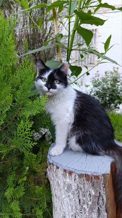 Котенок в добрые руки