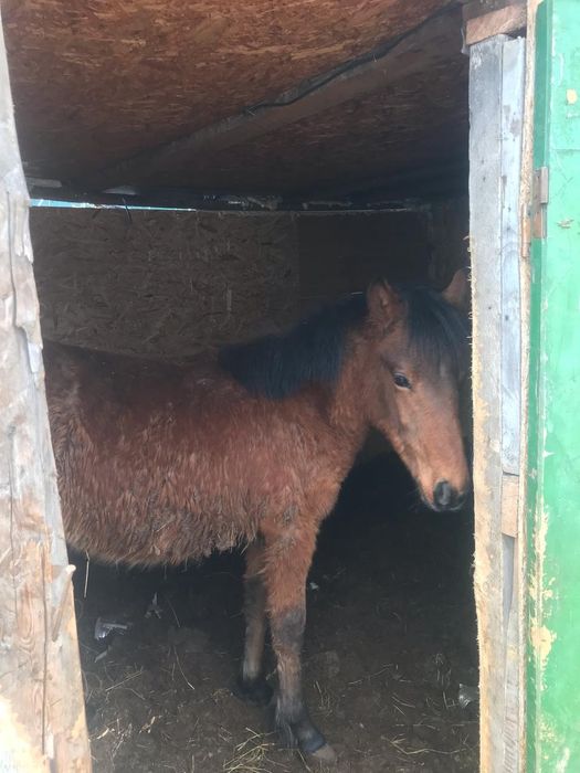 ПРОДАМ двух тайчиков