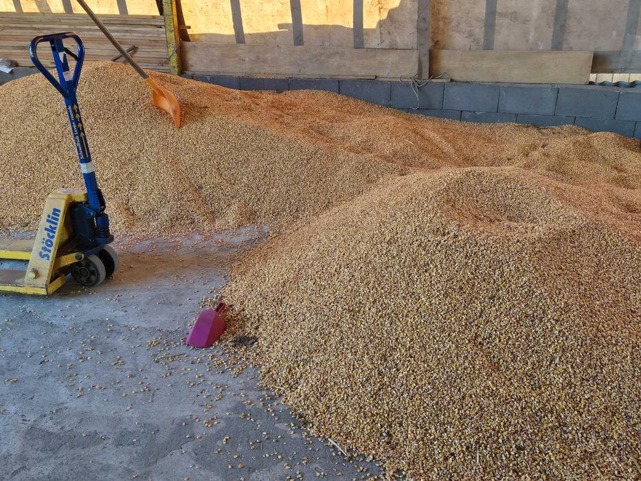 Porumb boabe ambalat in saci noi 2025