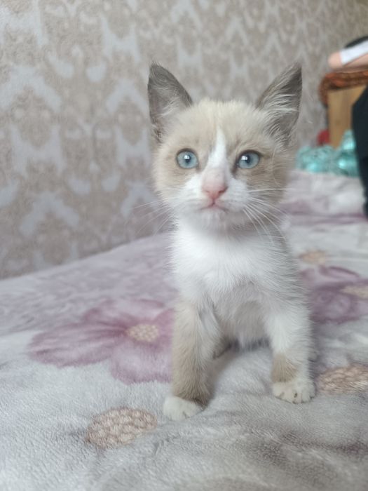 сиамские котятаа