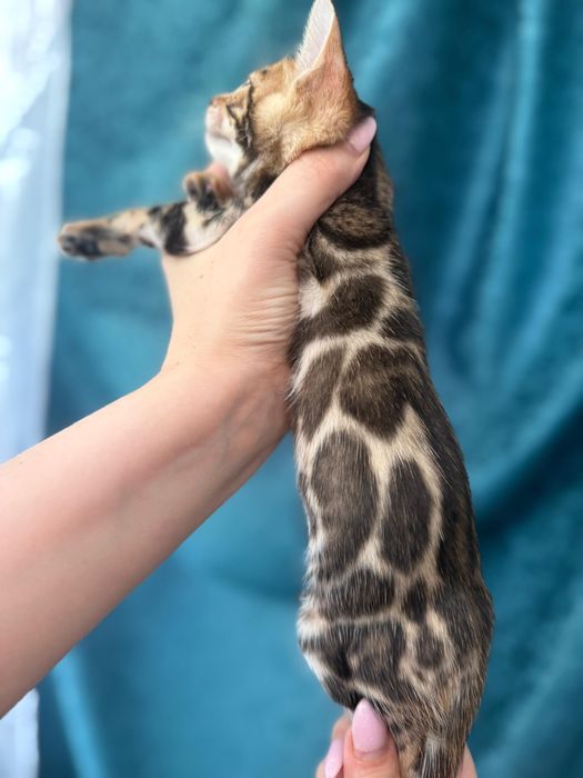Бенгалы с родословной