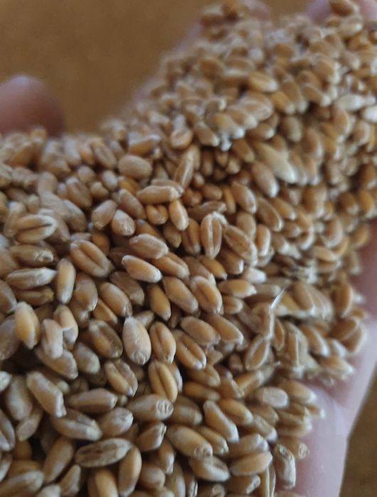 Grau insacuit la 40-50kg