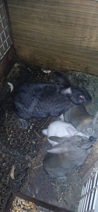 Iepuri din rasa hycole