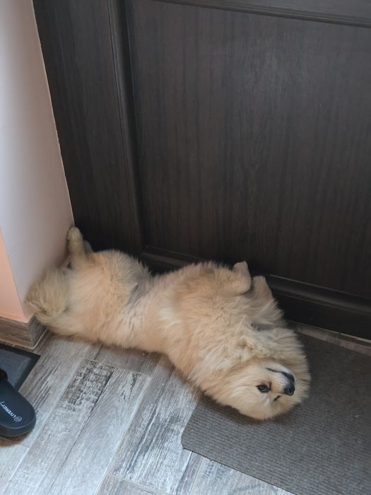 Donez Pomeranian