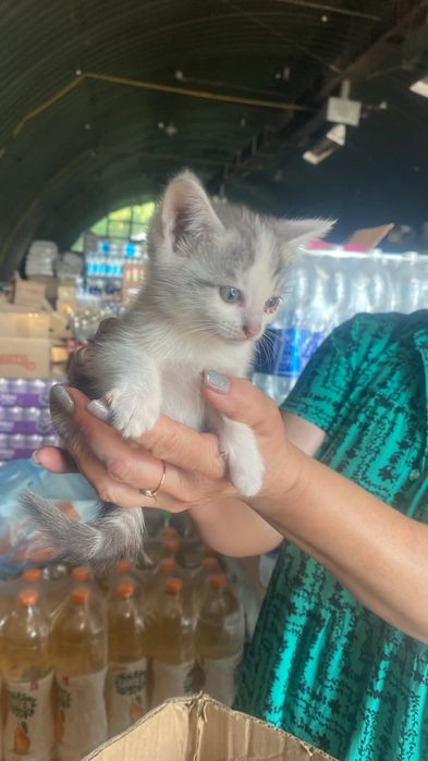 Отдам котят в добрые руки