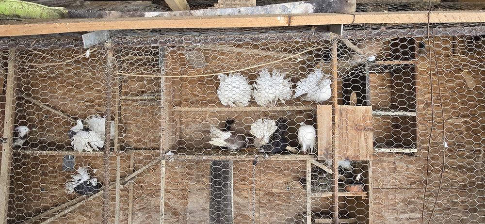 Porumbei voiajori si curcanasi