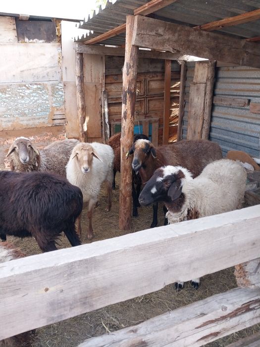 Продам баран и токтушки.