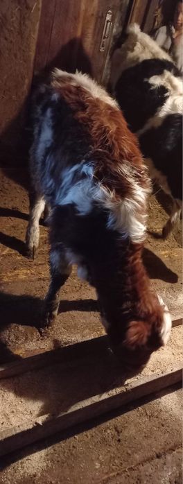 Баспақ сатылады 1 еркек, 1 ұрғашы