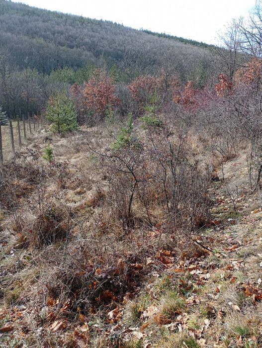 Имот в с.Дреново