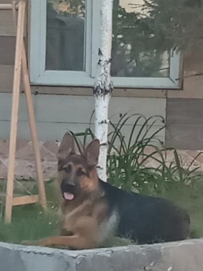 Щенки немецкой овчарки