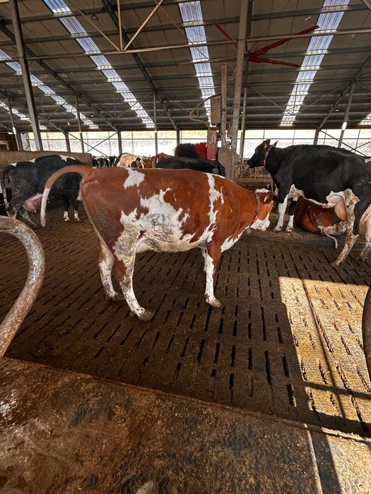 Vaci de lapte garantate