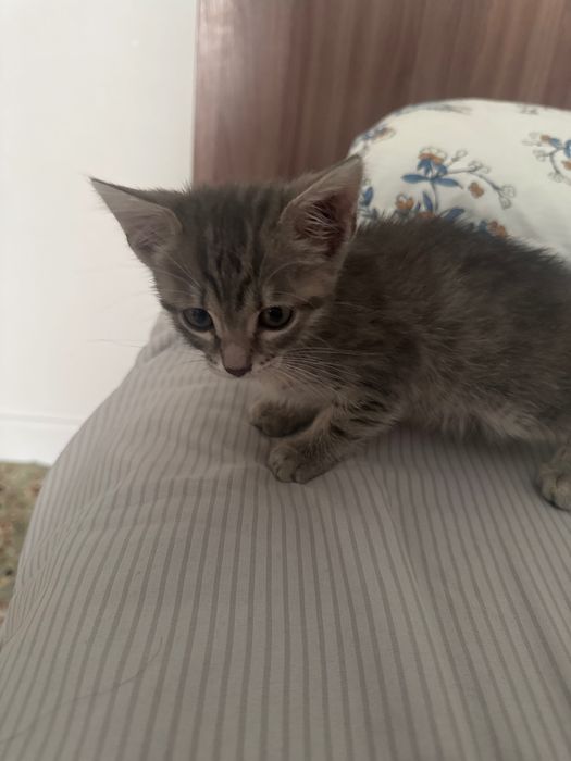Котенок Шотландец