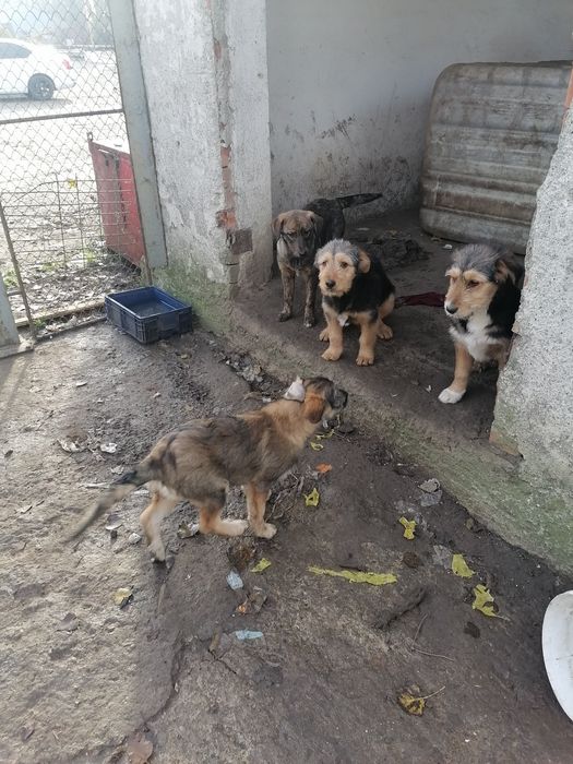 Donez catei de rasa  are vaccin