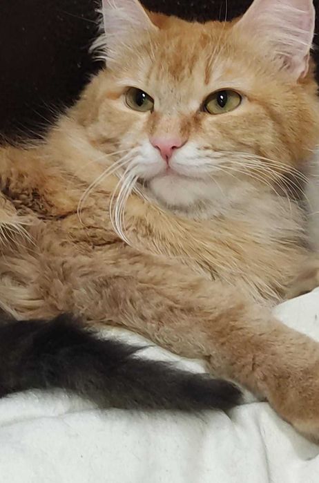 Кошечка мышеловка