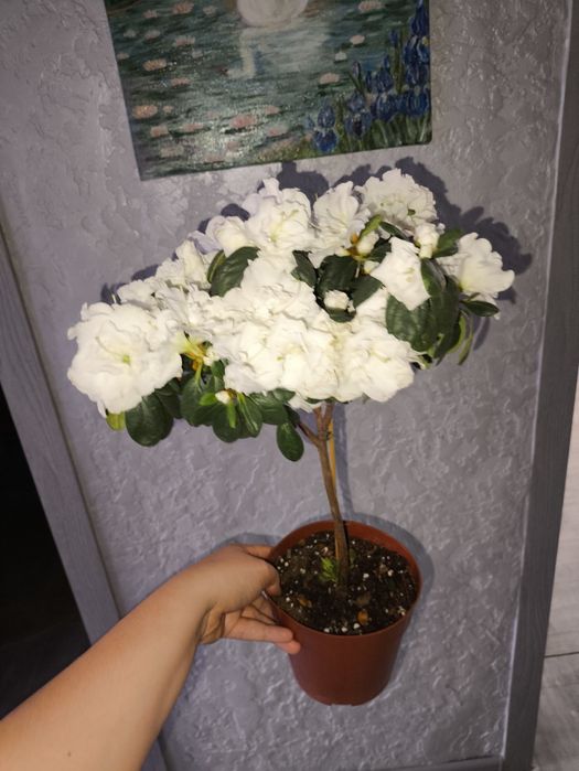 Цветы на подарки в  ассортименте