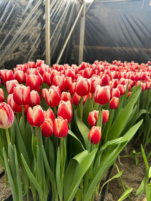 Тюльпаны оптом премиальный сорта