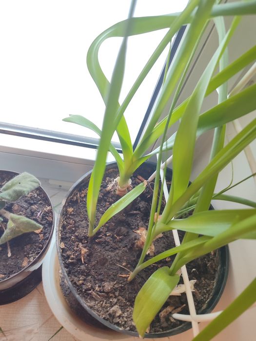 Продам индийский лук