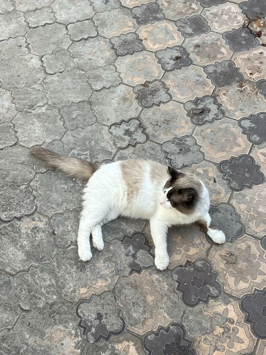 Regdol 11 oyli sotiladi srochna