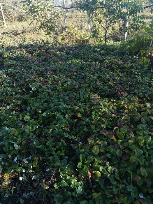 Stoloni de căpșuni Albion 0,50 bani buc și butasi de zmeură 2lei buc