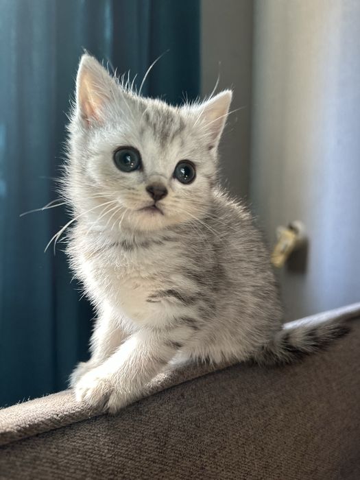 Продам породистых котят