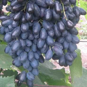 Саженцы винограда