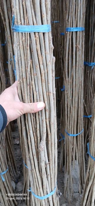 Терак кучатлари оптом сотилади 1-2-3 йиллик