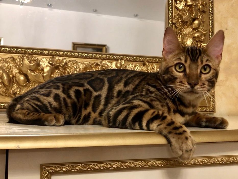 Бенгальская кошка