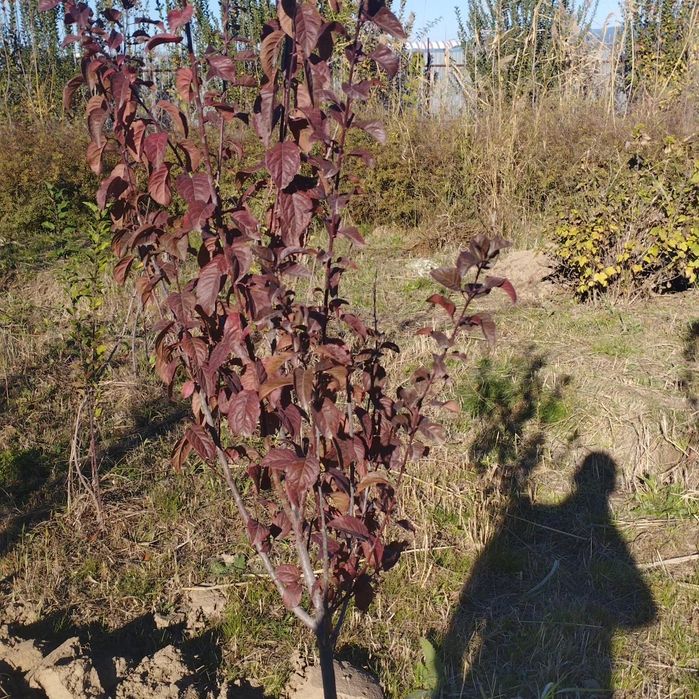 Саженцы все виды