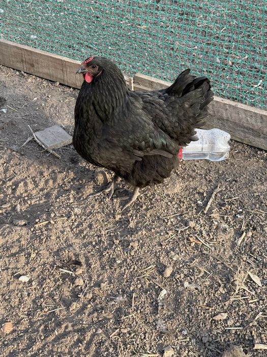 Австролоп куры петушок